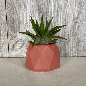 May include: A small air plant in a geometric pink planter. The planter has a faceted design.
