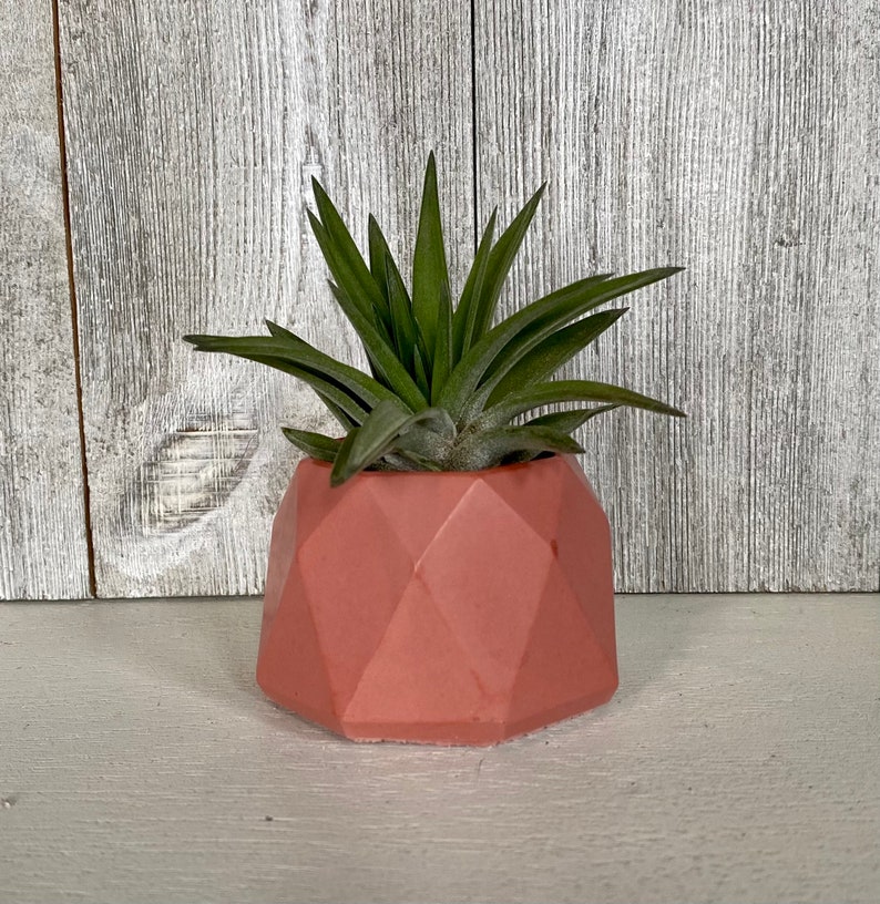 May include: A small air plant in a geometric pink planter. The planter has a faceted design.