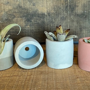 May include: Four small, cylindrical concrete planters in shades of gray and pink, each holding a different succulent or air plant. The planters are arranged on a wooden surface, showcasing a minimalist aesthetic.