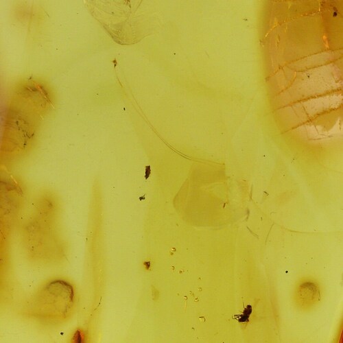 2 fossil insect inclusions genuine baltic amber silver pendant 24.4g 180530-9 shops