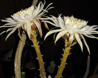 Peniocereus greggii ssp transmontanus "Queen of the Night" 50 Seeds