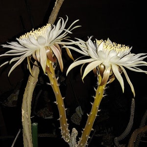 Peniocereus greggii ssp transmontanus "Queen of the Night" 50 Seeds