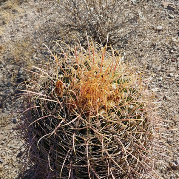 Ferocactus acanthodes var eastwoodiae 30 seeds