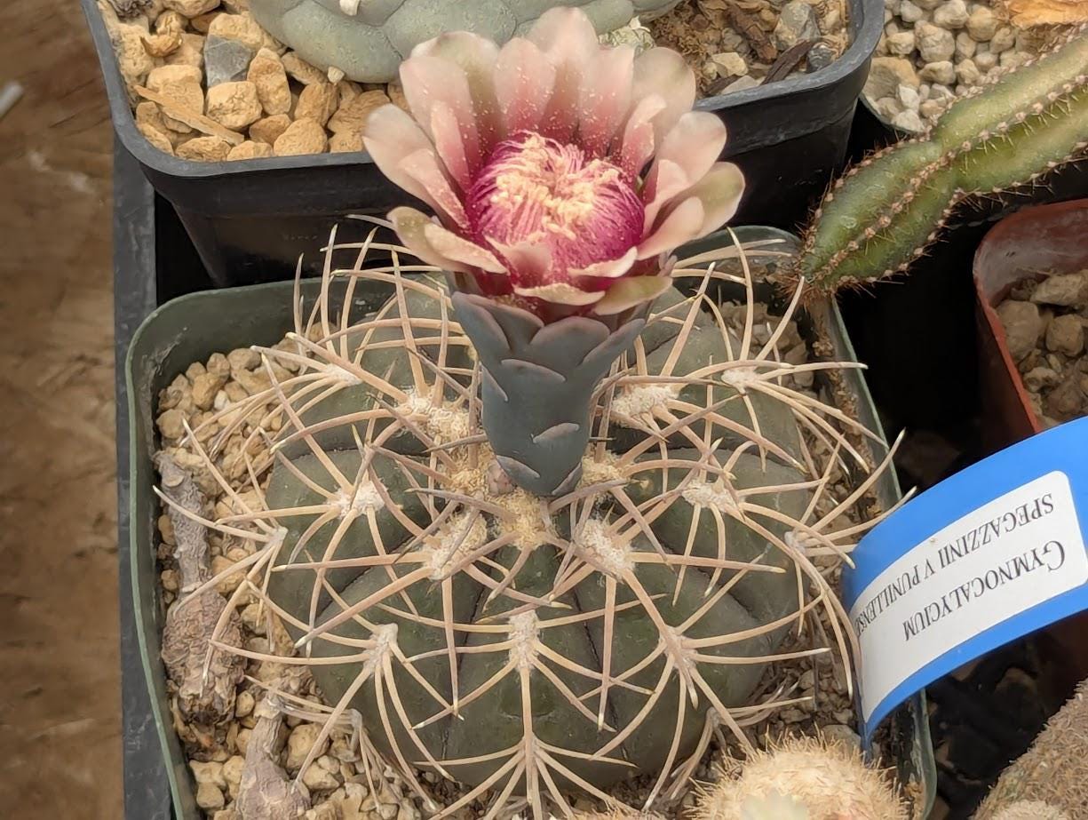 wie sieht ein kaktus aus Cactus Opuntia | 120cm | Online kaufen