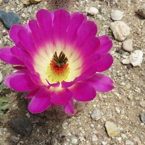 Echinocereus rigidissimus v rubrispinus 25 seeds