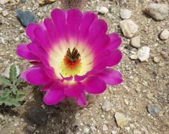 Echinocereus rigidissimus v rubrispinus 25 seeds