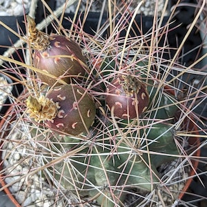 Ferocactus hamatacanthus 30 seeds