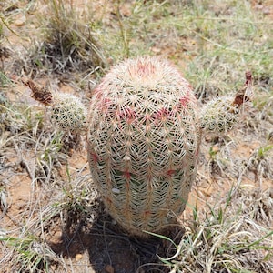 Echinocereus rigidissimus (50 seeds)
