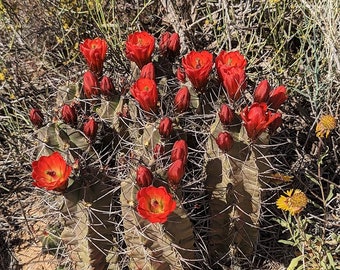 Echinocereus triglochidiatus Belen form 25 seeds