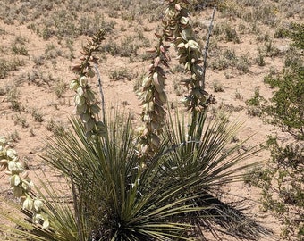 Yucca glauca var intermedia 20 seeds