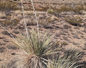 Yucca elata, Quebradas form, 20 seeds