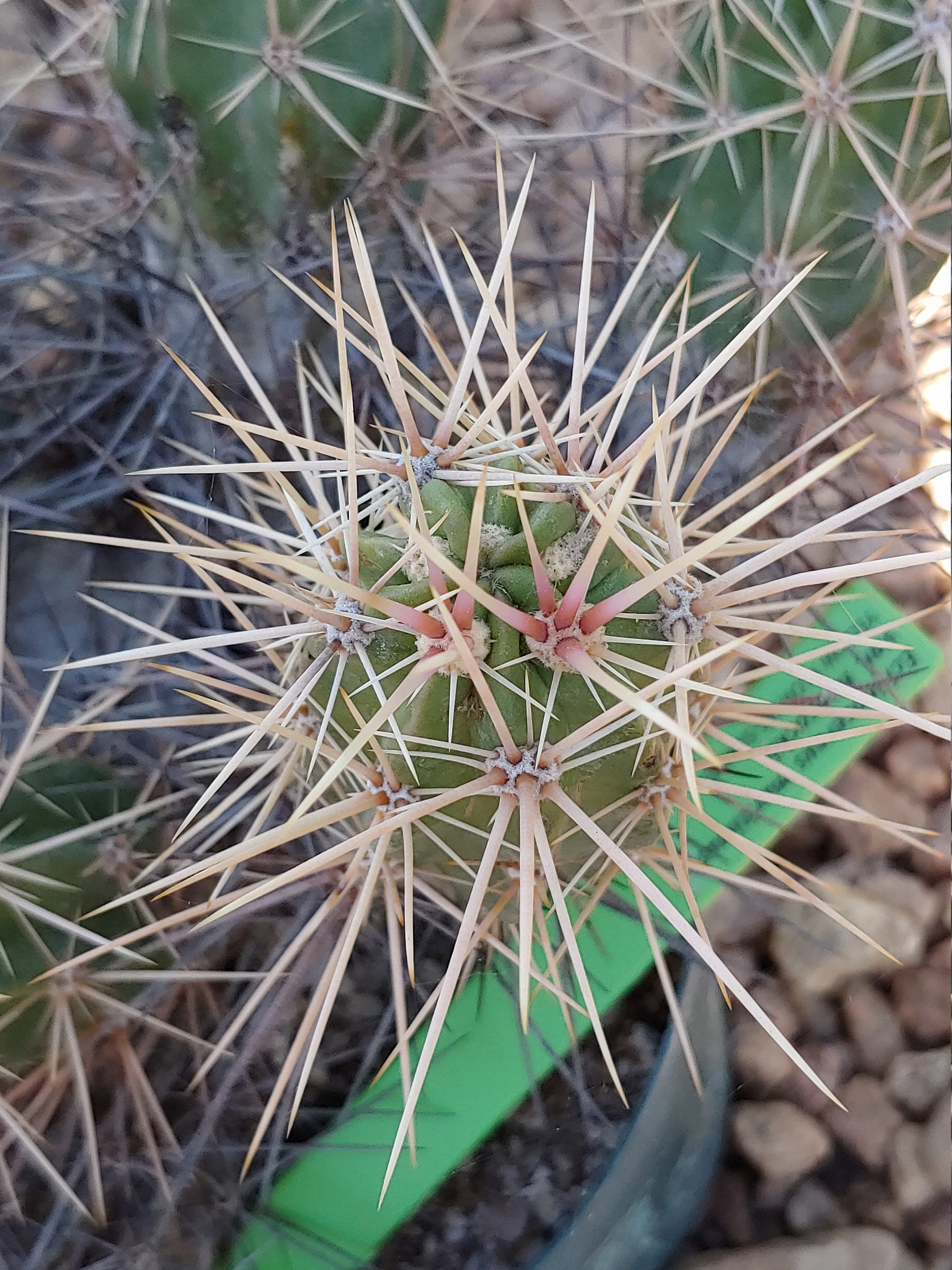 Echinocereus maritimus hancockii 30 seeds