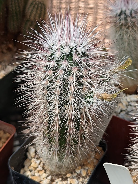 Echinocereus viridiflorus ssp canus 25 seeds