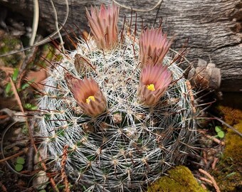 Mammillaria viridiflora 25 seeds