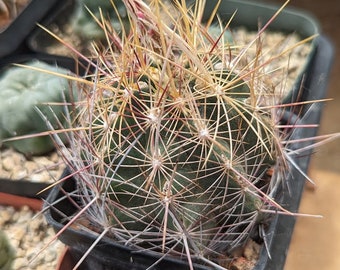 Thelocactus bicolor "dwarf" 20 seeds