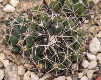 Coryphantha maiz-tablasensis 20 seeds