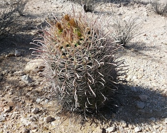 Ferocactus wislizenii ssp ajoensis 50 seeds