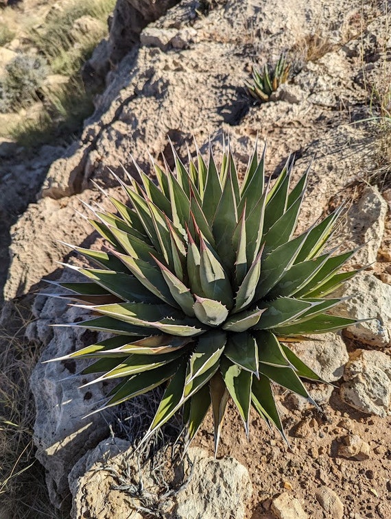 Agave utahensis var kaibabensis 20 seeds