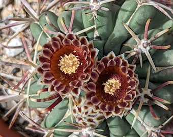 Glandulicactus mathsonii 30 seeds