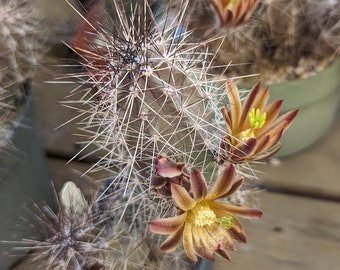 Echinocereus Metornii, 20 Seeds - Etsy