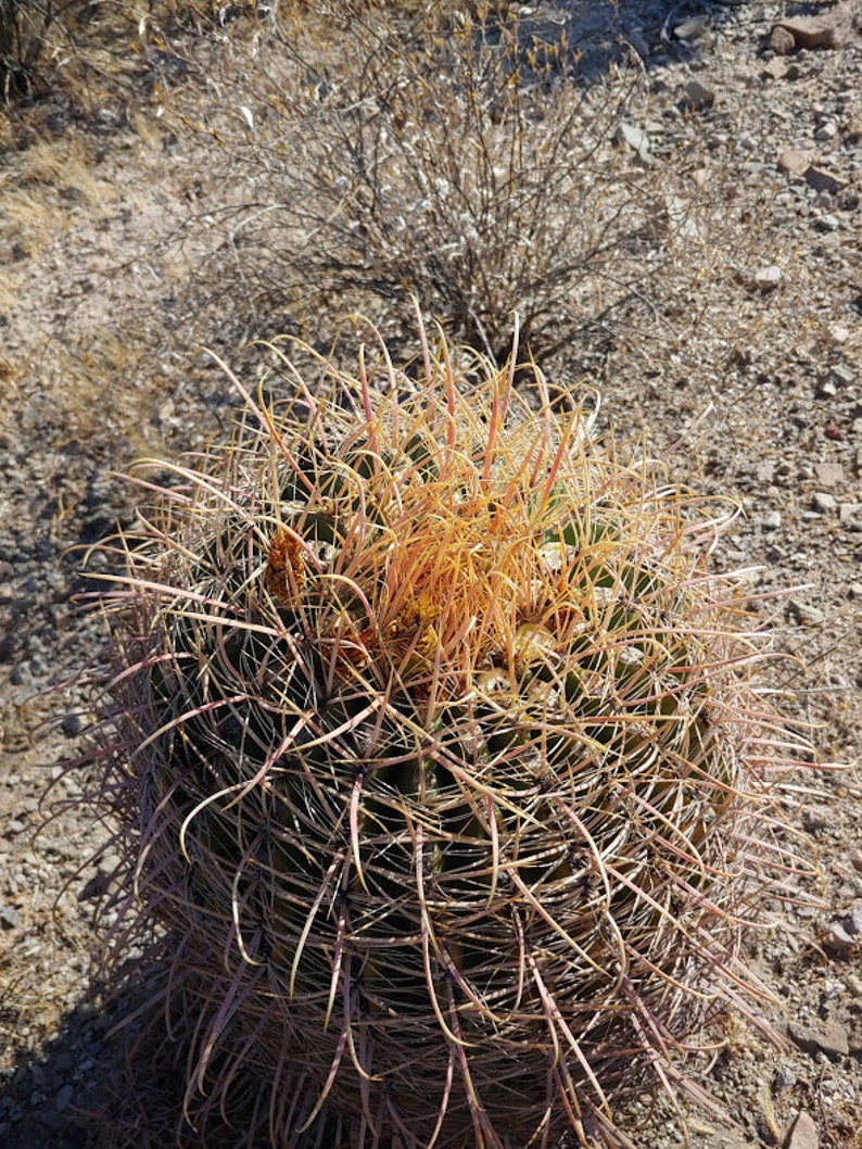 Ferocactus acanthodes var eastwoodiae 30 seeds image 1