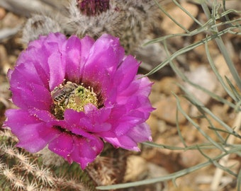 Echinocereus Pectinatus Var. Wenigeri (terrell County, TX) , 20 Seeds - Etsy