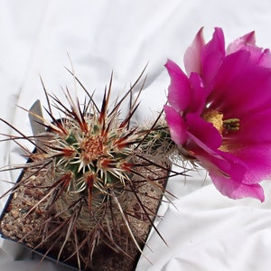 Echinocereus Relictus RP75 25 Seeds - Etsy