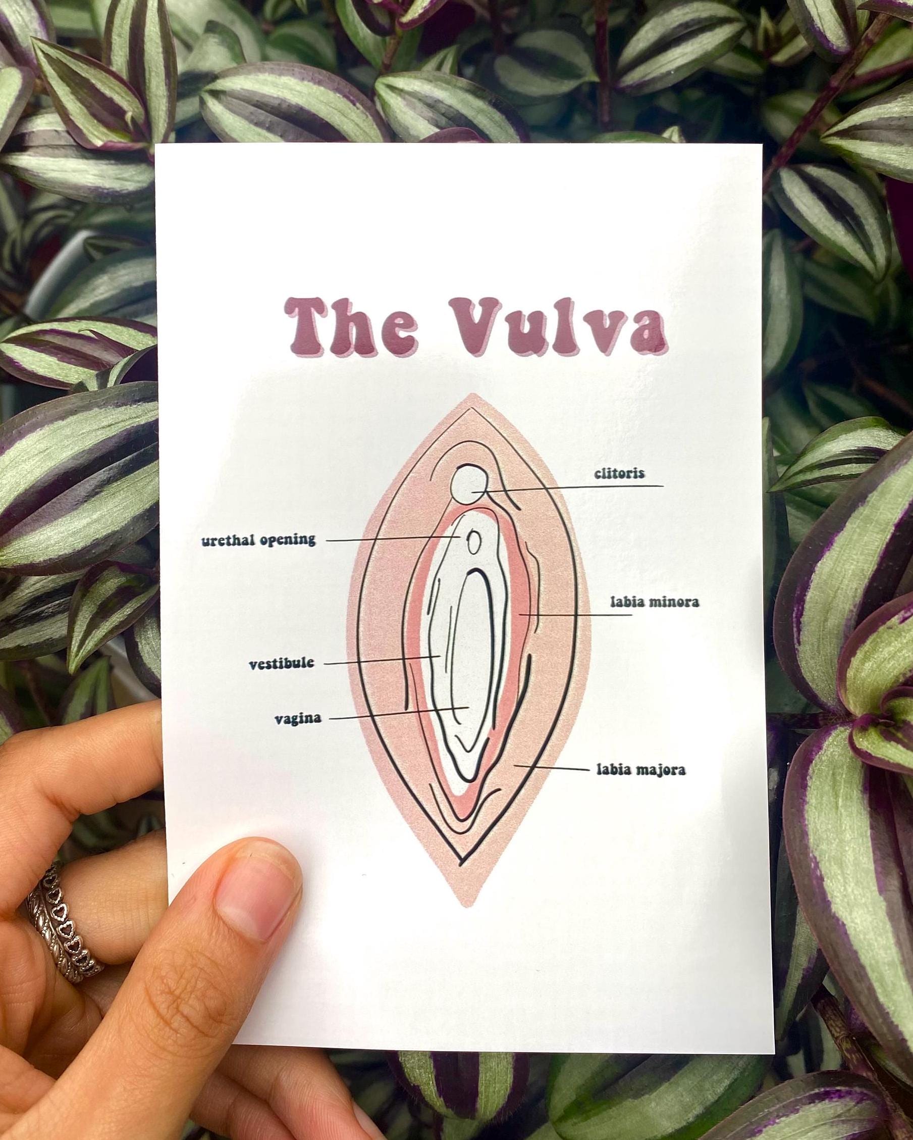 vulva-illustration-educational-bathroom-wall-art-women-s-health-diagram