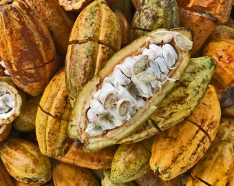 Sustainably-Grown Cacao Seeds from Puerto Rico Details about CACAO SEEDS 15 Fresh Sustainably-Grown Cacao Seeds from Puerto Rico Details about CACAO SEEDS 15 Fresh