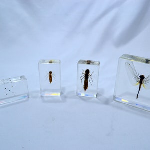 Colección de pisapapeles Dragonfly Lifecycle para niños: educación en biología recubierta de resina
