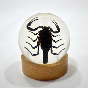 2.4" Black Scorpion Globe with Wood Base - Real Scorpion Preserved in Resin