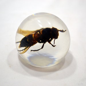May include: A clear resin sphere with a preserved hornet inside. The hornet is brown and black with translucent wings.
