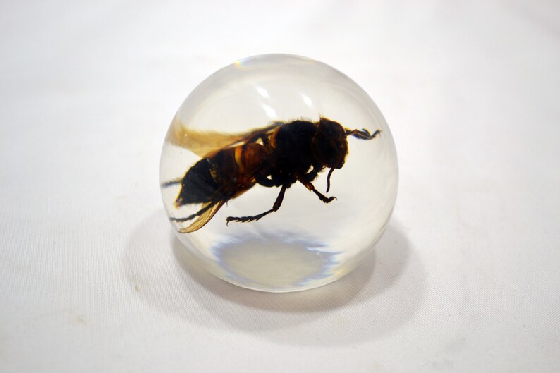 May include: A clear resin sphere with a preserved hornet inside. The hornet is brown and black with translucent wings.