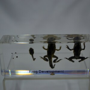 Paperweight Frog 4.3