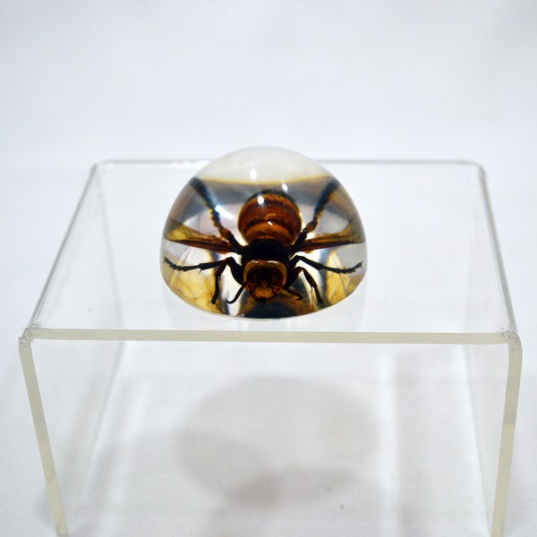 1.9" Unique, Rare, Resin-encased Asian giant hornet (Vespa mandarinia) Half-Globe Paperweight