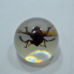 May include: A clear glass paperweight with a preserved wasp inside. The wasp is brown and black with wings.