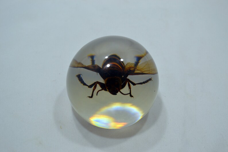 May include: A clear glass paperweight with a preserved wasp inside. The wasp is brown and black with wings.