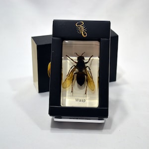 2.9&quot; Unique, Rare, Resin-encased Asian giant hornet (Vespa mandarinia) Cuboid Paperweight