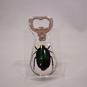 Resin-encased Green Rose Chafer Beetle Bottle Opener