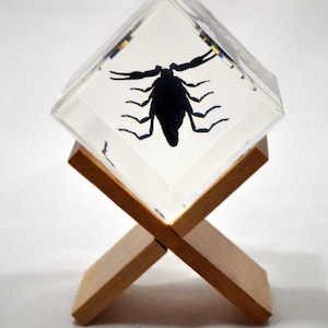 2&quot; Black Scorpion Cube Decoration