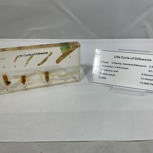 6.4&quot; Real Silkworm Lifecycle Resin Paperweight