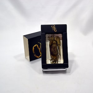 2.9&quot; Fiddler Crab Cuboid Paperweight