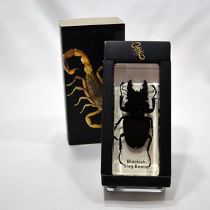 4.3&quot; Blackish Stag Beetle Cuboid Paperweight