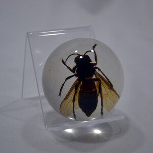 May include: A clear sphere with a preserved wasp inside. The wasp is black with brown wings and is suspended in the center of the sphere. The sphere is on a clear acrylic stand.