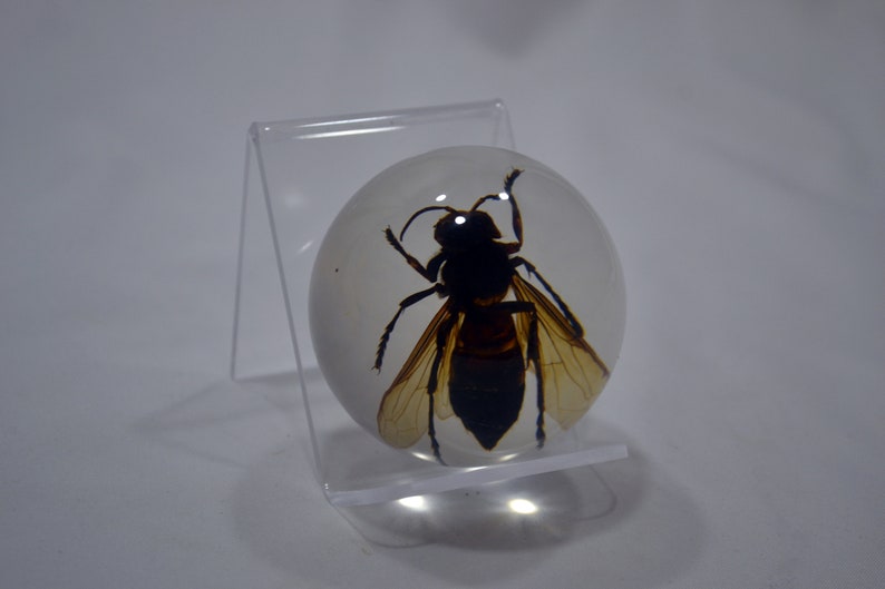 May include: A clear sphere with a preserved wasp inside. The wasp is black with brown wings and is suspended in the center of the sphere. The sphere is on a clear acrylic stand.