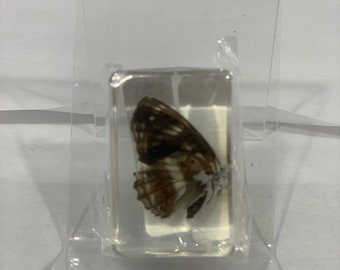 1.1" Cuboid Asst. Insect and Flower Paperweight