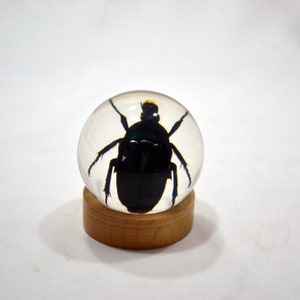 2.4&quot; Green Rose Chafer Beetle Globe with Wood Base - Real Beetle Preserved in Resin