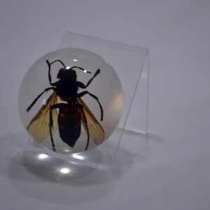 May include: A clear resin sphere with a preserved wasp inside. The wasp is brown and black with translucent wings. The sphere is on a clear acrylic stand.
