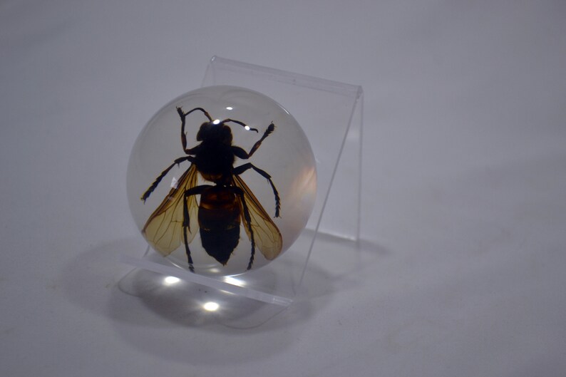 May include: A clear resin sphere with a preserved wasp inside. The wasp is brown and black with translucent wings. The sphere is on a clear acrylic stand.