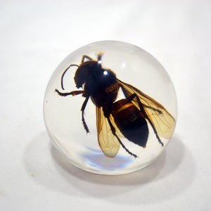 May include: A clear resin sphere with a preserved wasp inside. The wasp is brown and black with translucent wings.